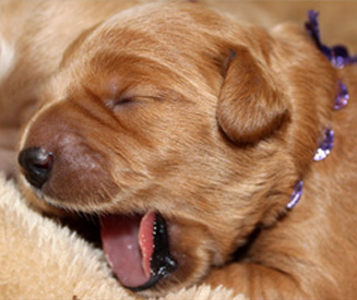 Newborn puppy yawning at Kaosfarm 