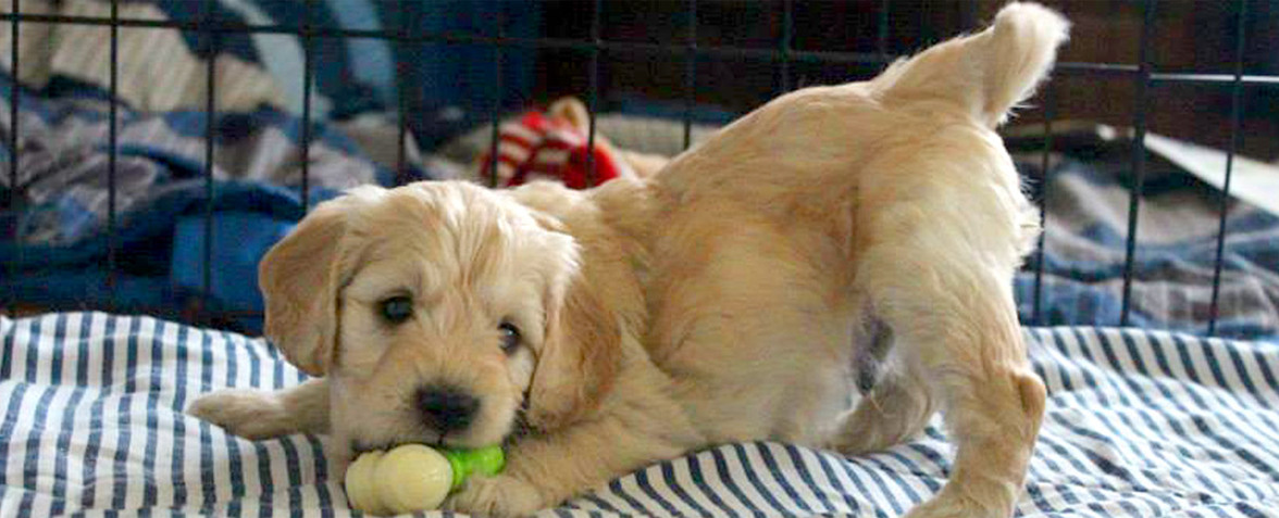 Puppy playing with Toy at Kaos farm 