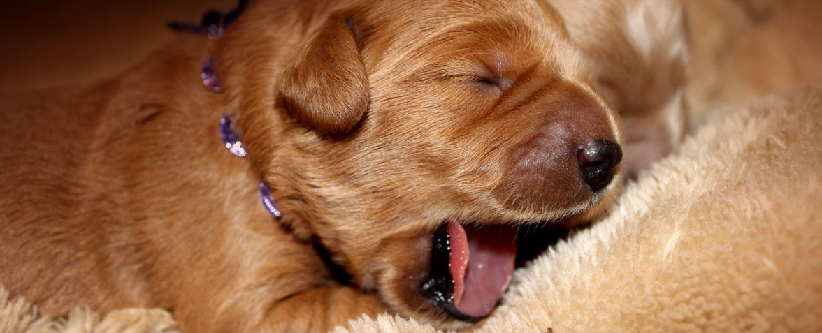 Newborn Puppy Yawning at Kaosfarm 