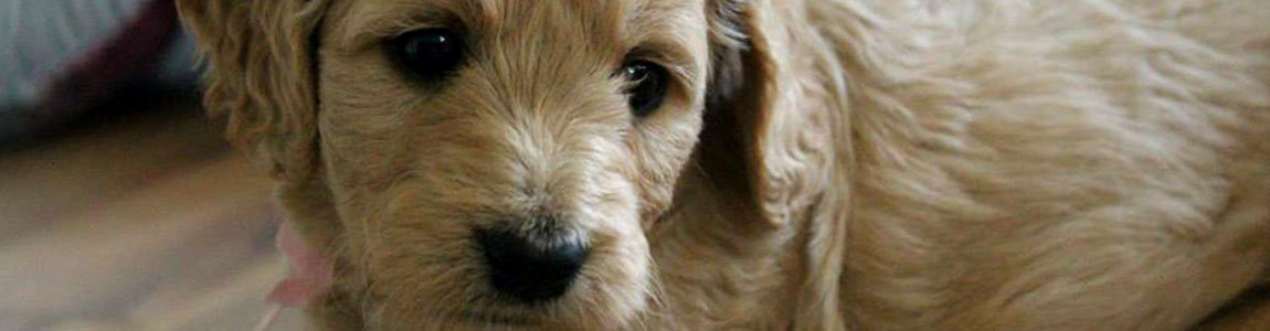 Puppy on blanket at kaosfarm 